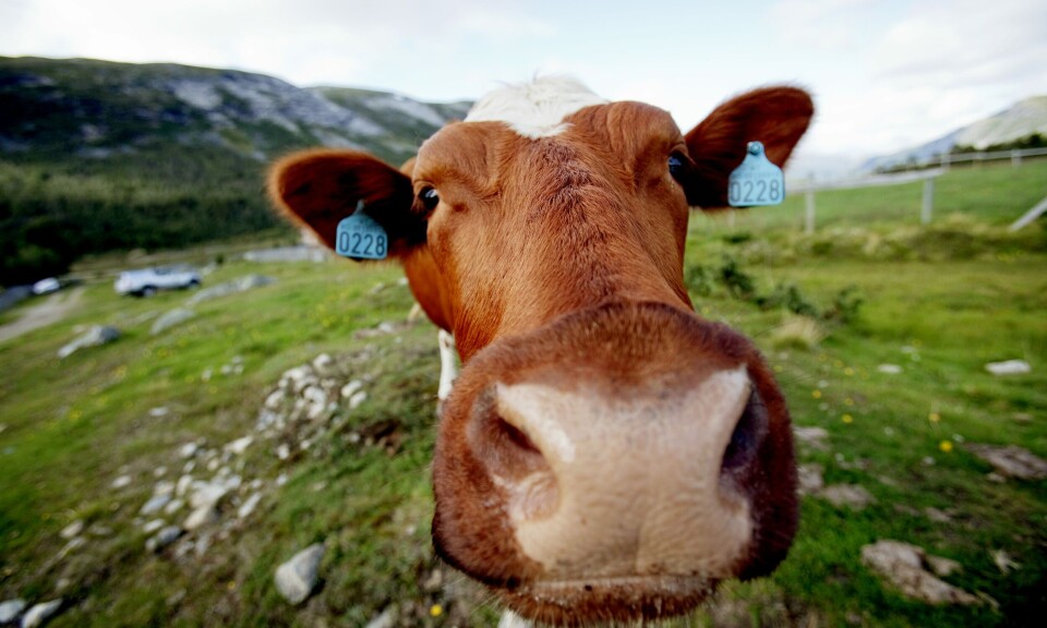Skal vi produsere det folk vil ha eller det de bør spise?