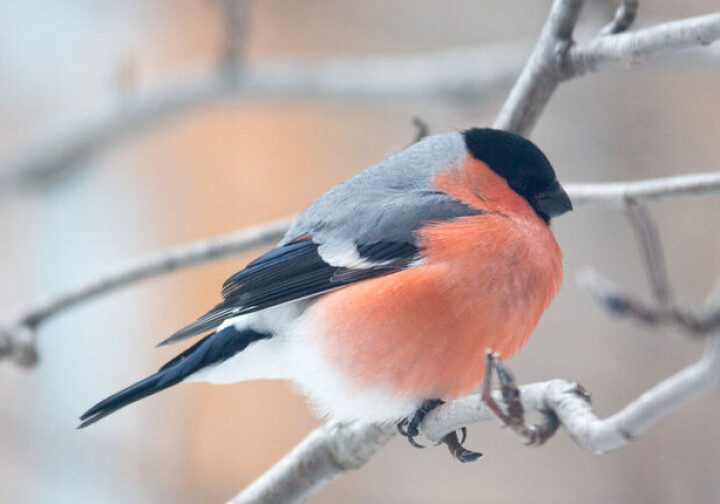 Hannen er lett å kjenne igjen med rødt bryst.