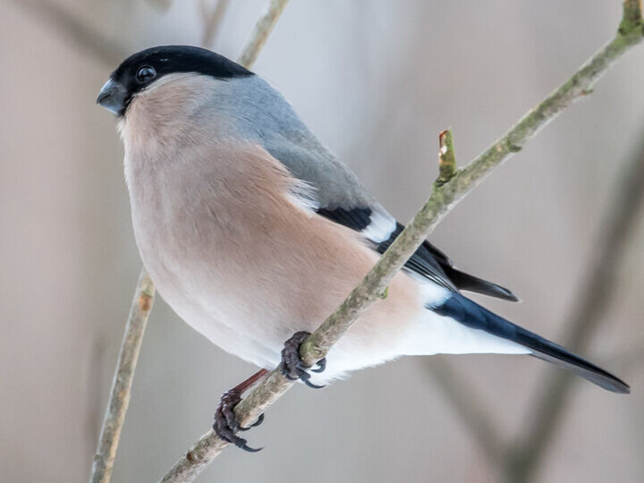 Dompap-hunnen er grå.