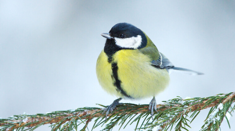 Kjøttmeisfrua har lite eller ingen stripe.