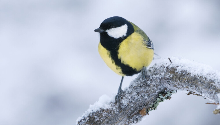 Hannen har bred sort stripe mellom bena.