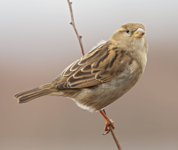 Hunnen har brun kalott.