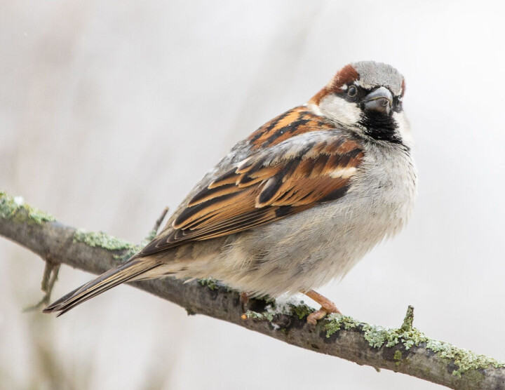 Hannen har svart strupeflekk og grå kalott.