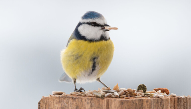 Kjønnene er like, men hunnene er ofte litt blassere i fargene.