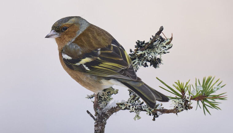 Bokfink-hannen har kraftige farger.