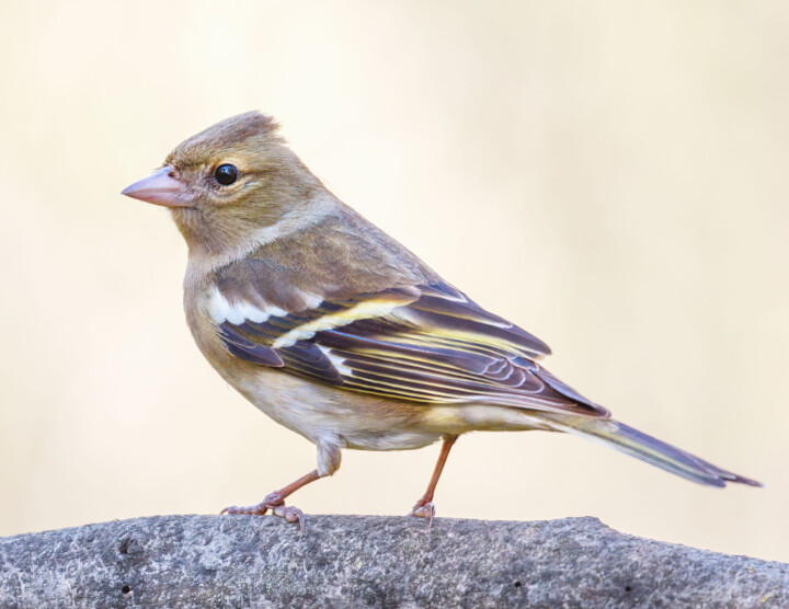 Hunnen er gåere i fargen enn hannen.
