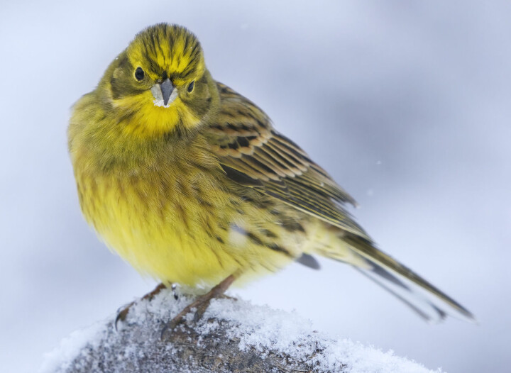 Hannen har mye gult i fjærdrakten.