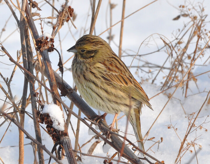 Hunnen er betydelig mindre gul.
