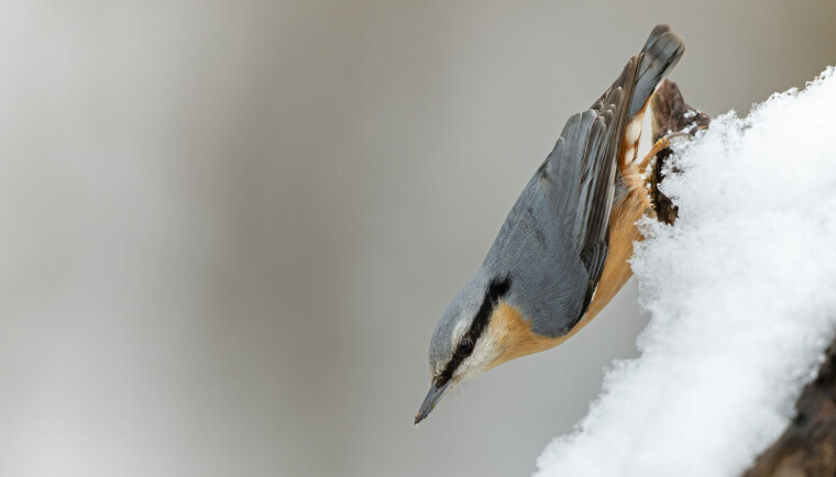 Spettmeisen er godt kjenkjennelig med sin korte hals og markerte tegninger