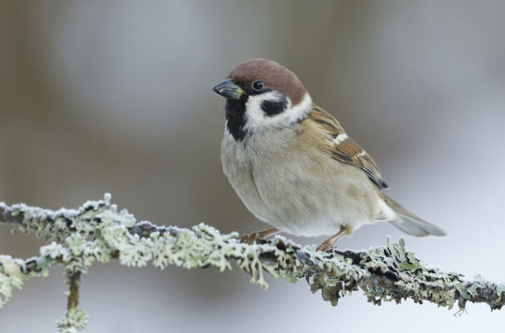 Pilfinken kjenner du igjen på de sorte kinnflekkene.