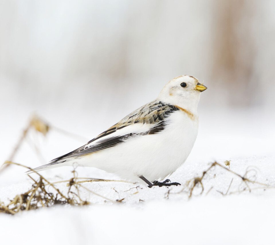 Snøspurven er med sine 14–18 centimeter omtrent så stor som en gulspurv.