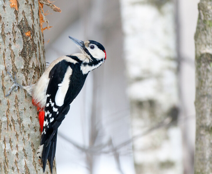 Hannen har en liten rød nakkeflekk, hunnen har svart isse uten rødt.