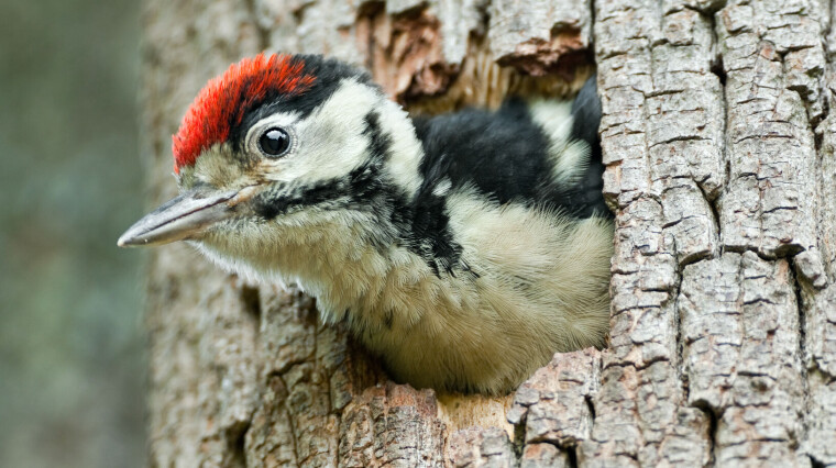 Begge kjønn av ungfuglene har hele issen rød, friskest hos hannen.