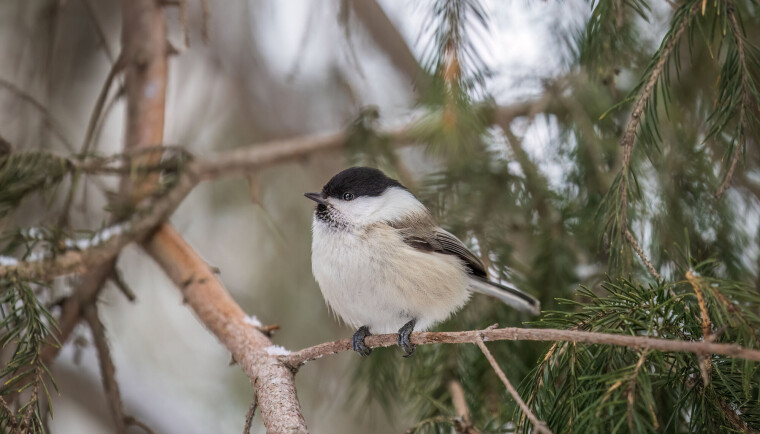 Granmeis er svært lik løvmeis, men er gråere og har en lys stripe på vingen