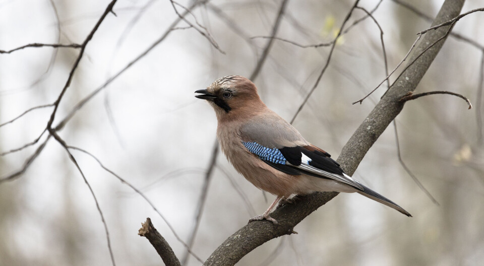 kjønnene like, men hannen er litt større enn hunnen.