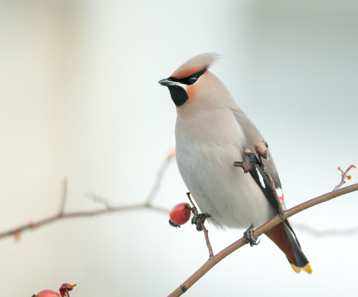 Kjønnene er like, men hunnen har smalere gult bånd ytterst på stjerten og ofte litt kortere røde tapper ytterst på vingene.