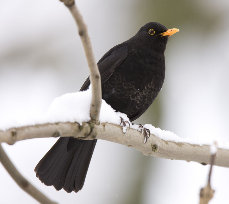 Hannen er helsvart med guloransje nebb.