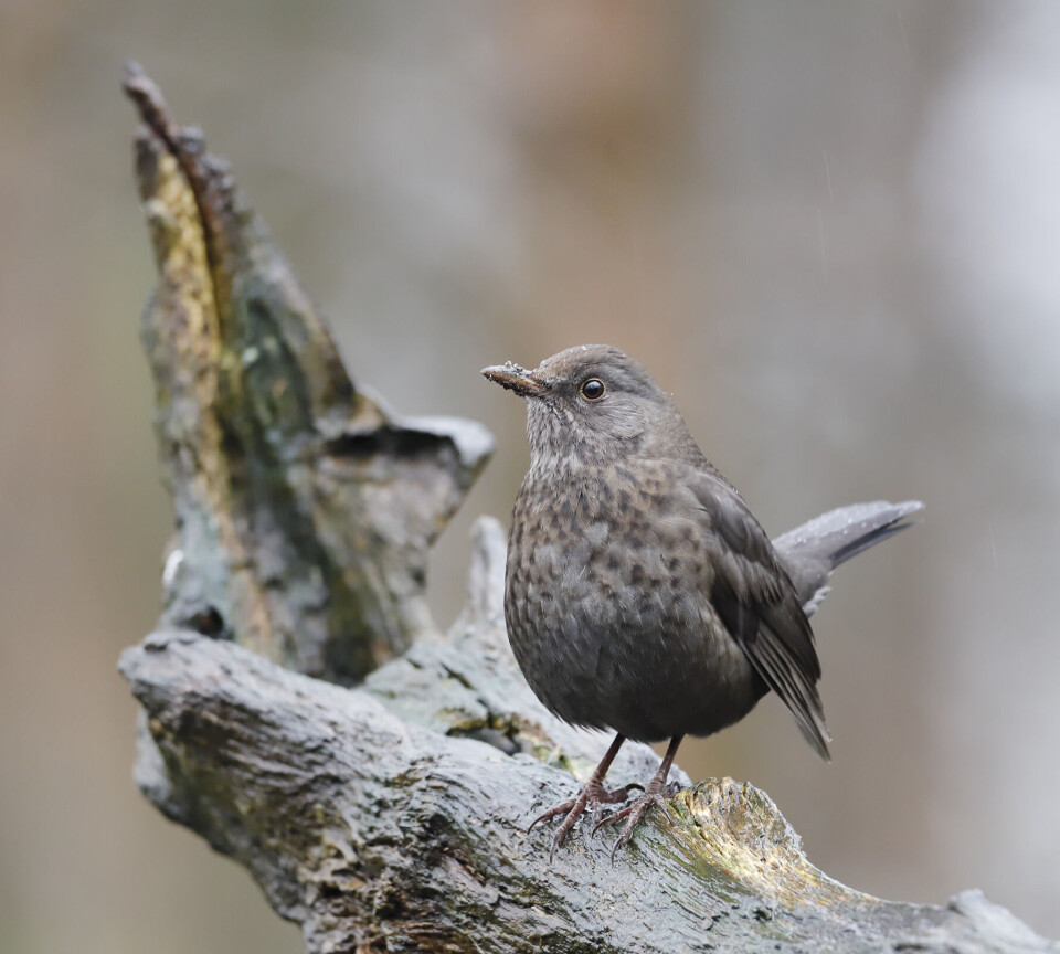 hunnen er mørkebrun med, brunflekket bryst.