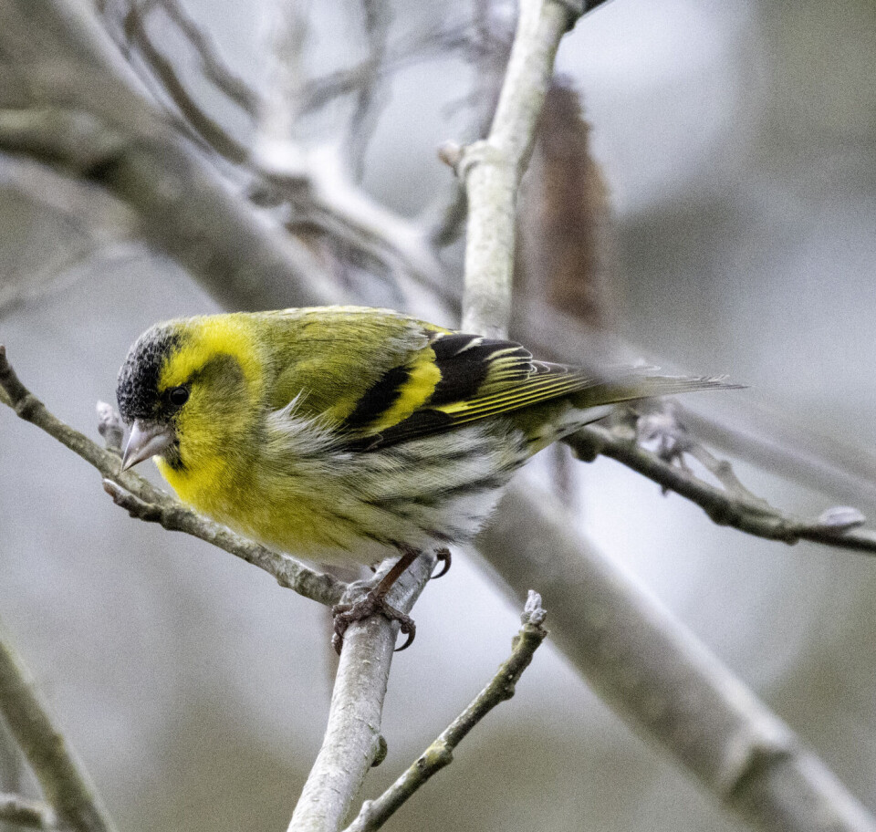 Begge kjønn er grønngule med svake lengdestriper, kinn og bryst er gule, mens buken er mer hvitaktig