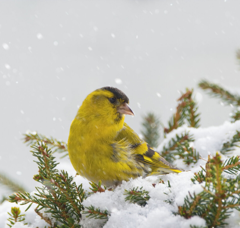 Hannen har sterkere farger, svart hodehette og strupeflekk.