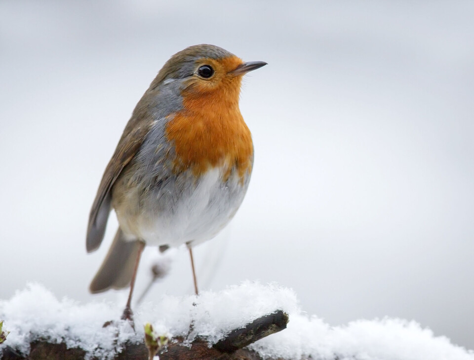 Hann og hunn er like, og kjennes ved at de har rustrød panne, strupe og bryst, mens ryggen er olivenbrun.