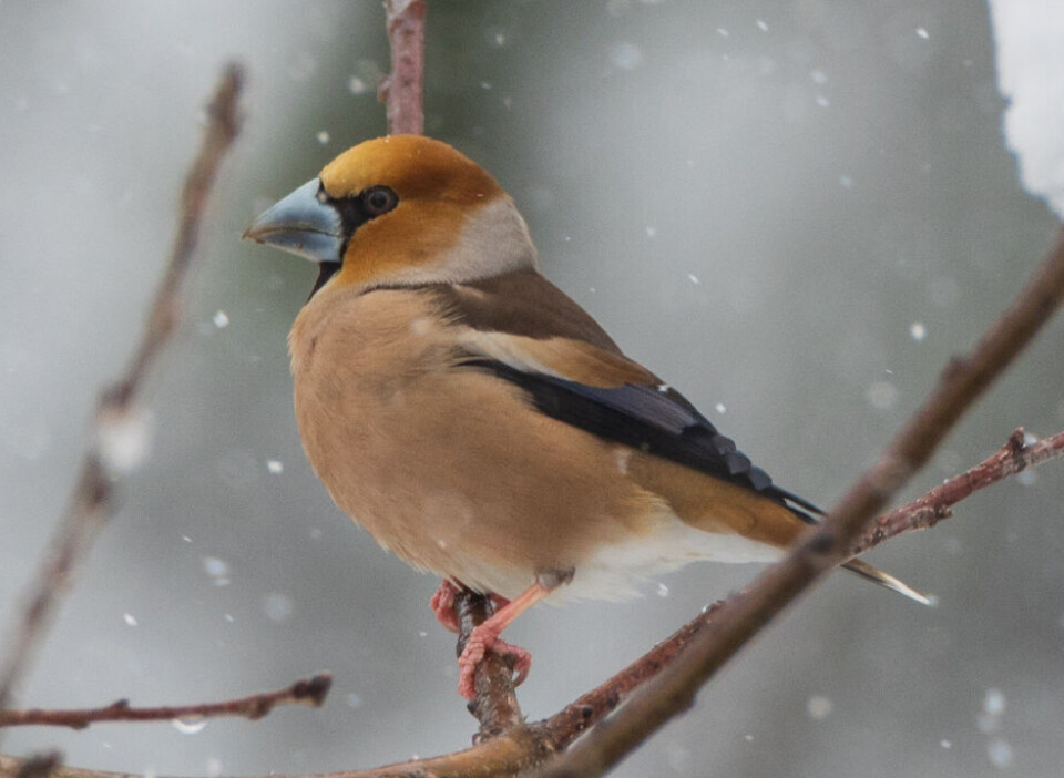 Hunnen har litt mindre markerte tegninger enn hannen. Vinterstid oppsøker kjernebiteren gjerne fôringsplasser hvor den forsyner seg av solsikkefrø.