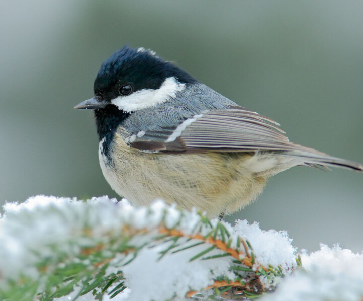 Svartmeisen ser du ofte på foringsbrettet om vinteren.