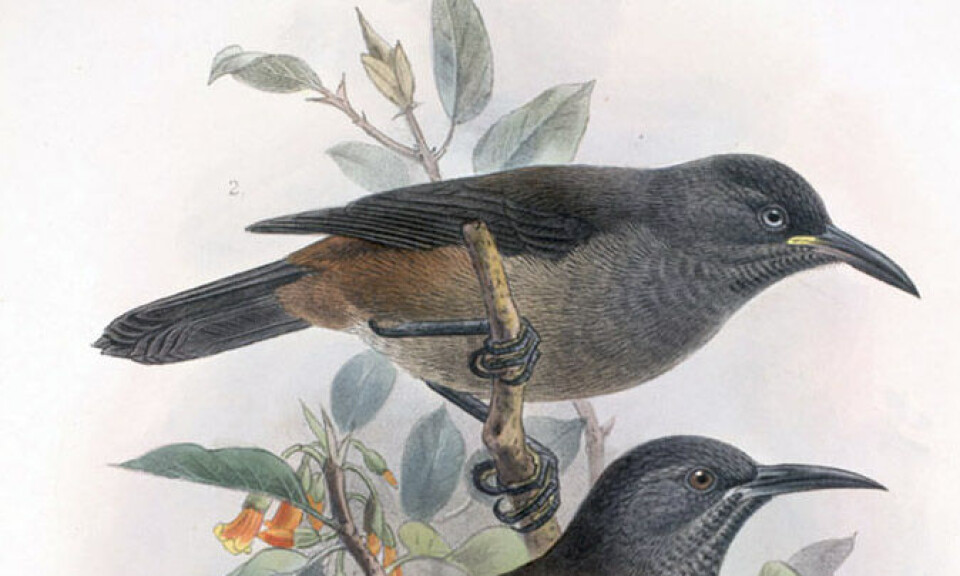 Fuglen som sang for en make som aldri kom