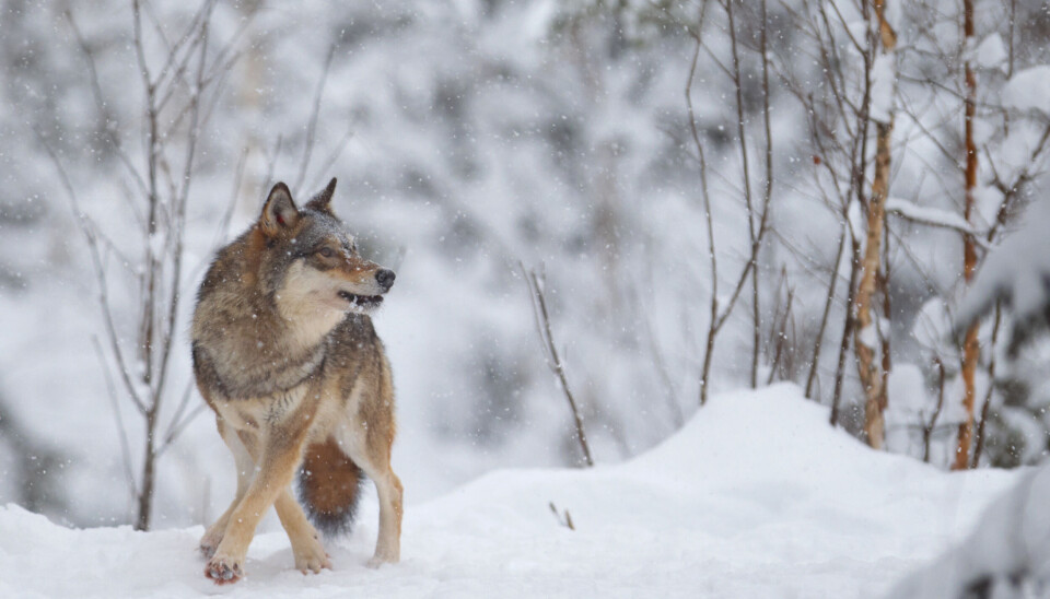 Torsdag ettermiddag ble en ulv felt i Rendalen kommune