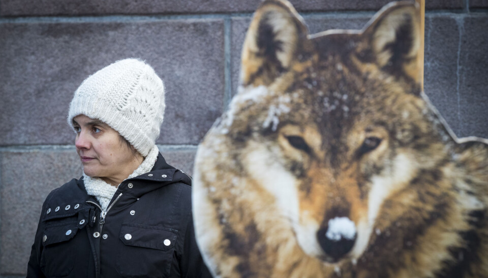 Noah og Foreningen Våre Rovdyr tar staten til Oslo tingrett over ulvejakta. Noah-leder Siri Martinsen mener vedtaket om å felle tolv ulver i tre revirer strider imot Bernkonvensjonen.