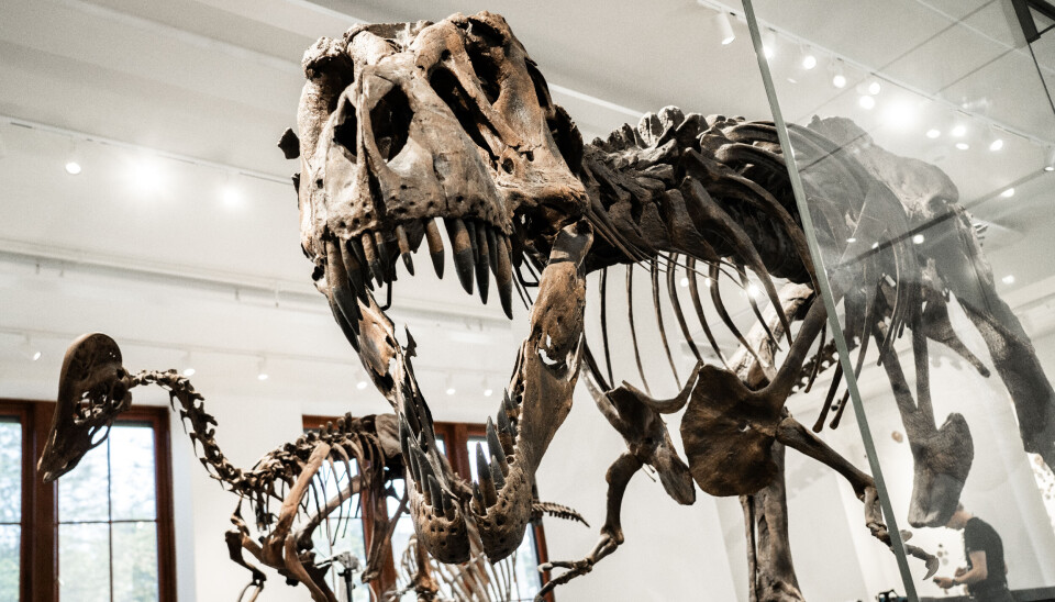 Norges to første ekte dinosaurskjeletter er å finne på Naturhistorisk museum i Oslo. Museet satte i fjor publikumsrekord.