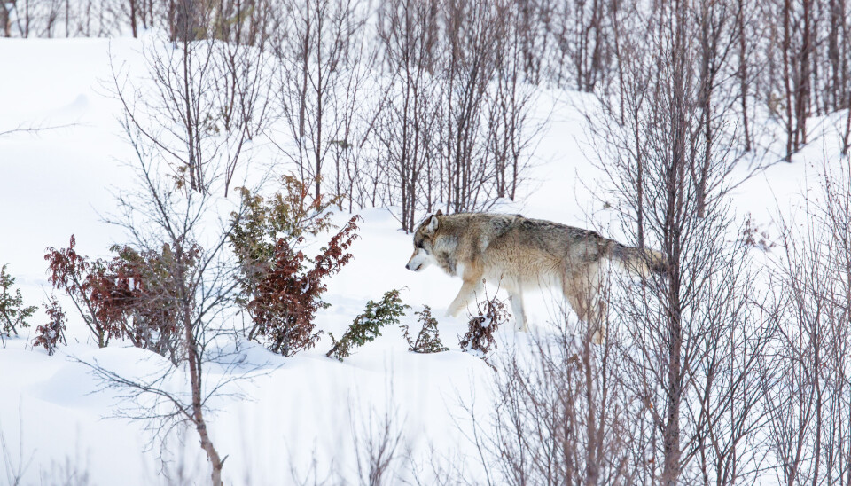 Ny pågripelse – til sammen seks personer siktet for ulovlig rovdyrjakt