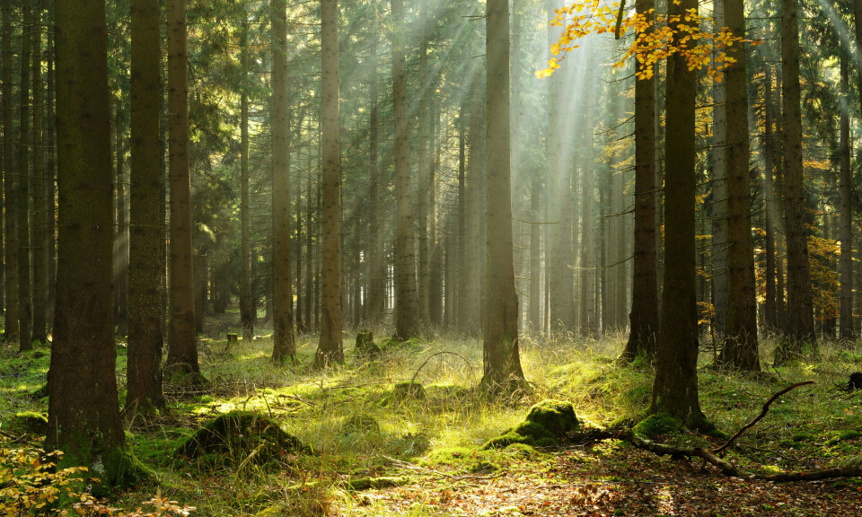 – Skogen bidrar til at vi reduserer vår fossile avhengighet
