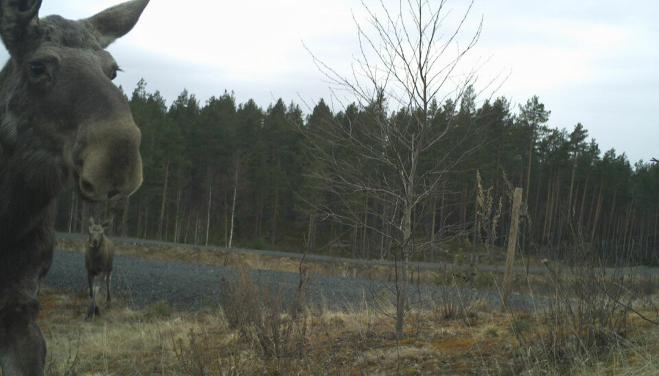 Elgen synes å foretrekke overganger framfor underganger når den skal krysse veien, viser ny rapport.