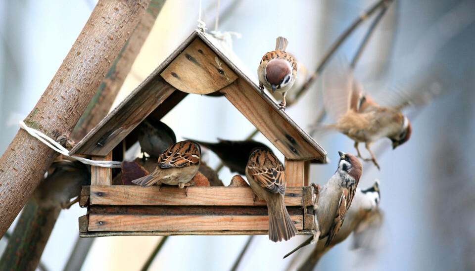 BirdLife Norge og fuglevennen.no arrangerer inviterer til hagefugltelling for 18. år på rad.