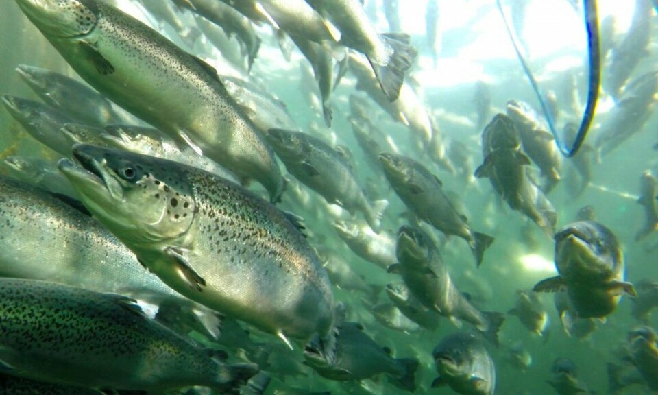 – Laksedødelighet det mørkeste kapittelet i norsk husdyrbruks historie