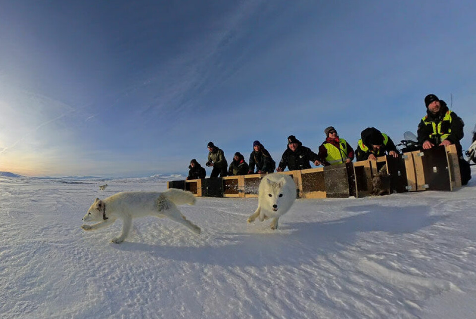 For første gang slippes valper fra Avlsprogrammet for fjellrev ut i det fri utstyrt med GPS. Valpene som ble satt ut i Sylan vil gi forskerne verdifull informasjon i arbeidet med å redde den sterkt truete arten.