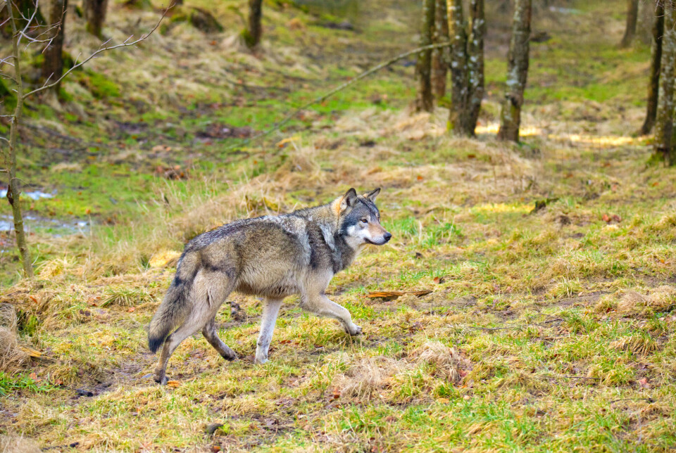 Åtte ulver fra Rotnareviret på Finnskogen er borte uten spor av dem andre steder Åtte ulver fra Rotnareviret på Finnskogen er borte uten spor av dem andre steder