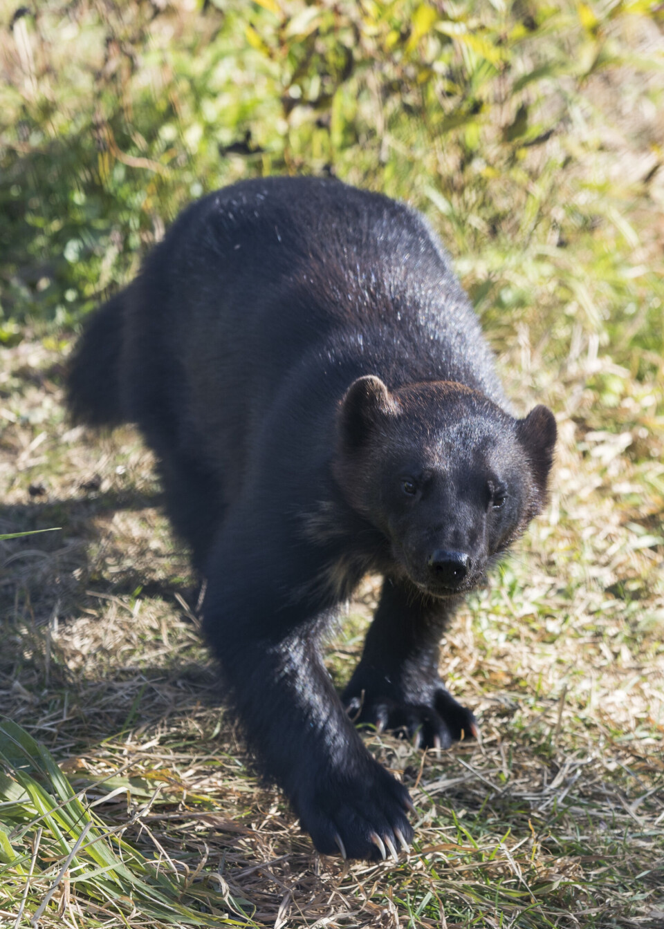 Jerv er det rovdyret som gjør størst skade på beitedyr, ifølge Miljødirektoratet. Jerv er det rovdyret som gjør størst skade på beitedyr, ifølge Miljødirektoratet.