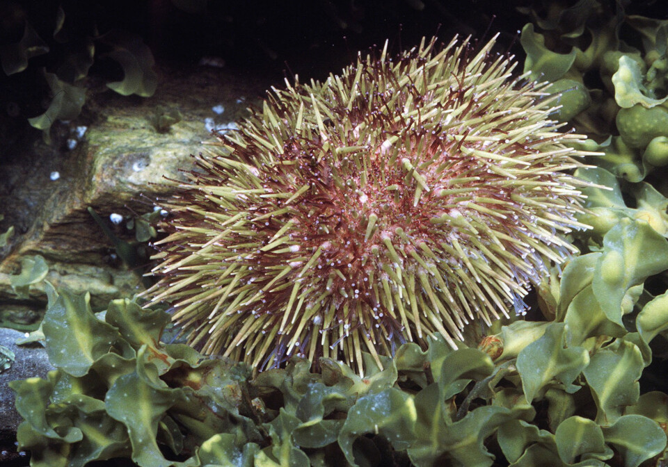 – Mange av kråkebolleeggene ble ikke befruktet, og larvene fikk misdannelser og unormal utvikling, sier forsker Maria Granberg fra Svenska Miljöinstitutet. – Mange av kråkebolleeggene ble ikke befruktet, og larvene fikk misdannelser og unormal utvikling, sier forsker Maria Granberg fra Svenska Miljöinstitutet.
