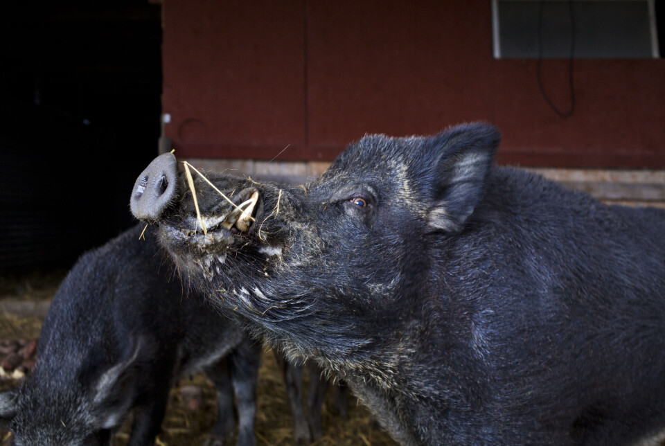 Villsvin er en uønsket dyreart i norsk natur. Det er vedtatt at den skal utryddes. Mattilsynet har utbetalt over 3 millioner kroner for døde villsvin.
