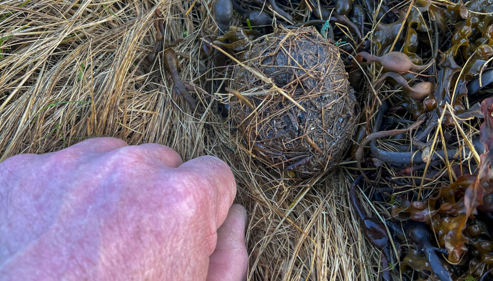 Oljeklumper fra Njord A-plattformen er funnet nær Vassholmen naturreservat i Trøndelag.