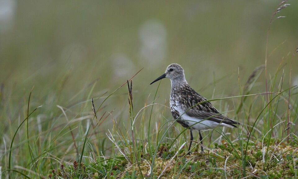 BirdLife: Kan vi få en stor miljøseier?