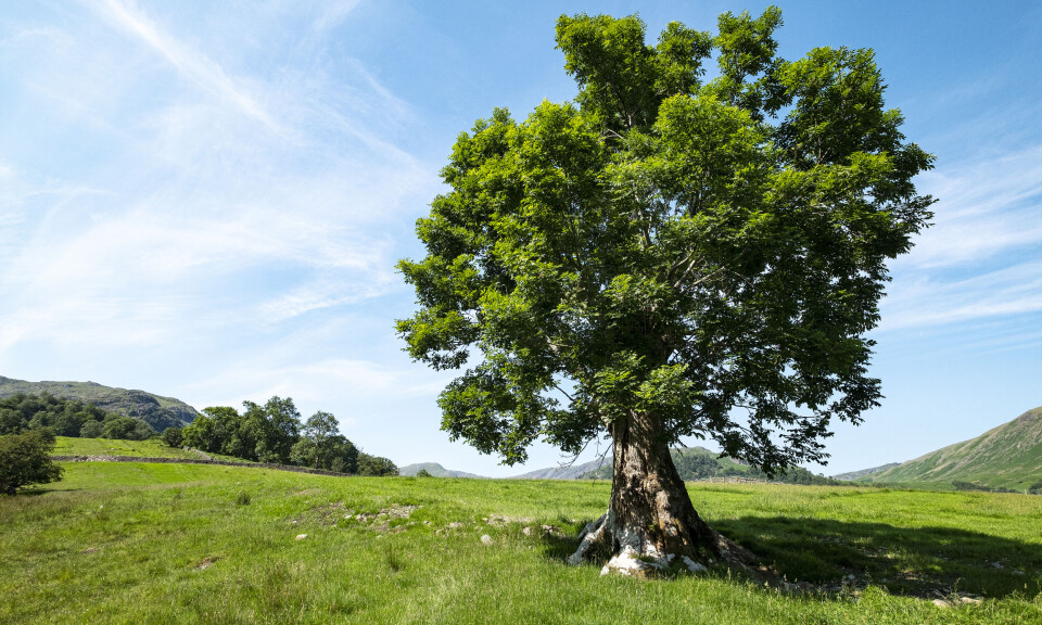 «Livets tre» er truet av askesyke i hele Europa - også Norge