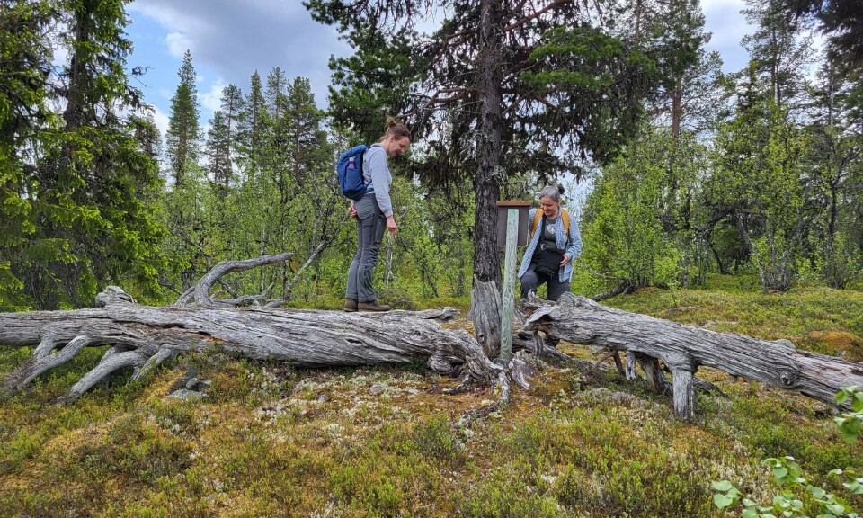 Feirer jubileum med nyoppussede naturstier i fjellskogen