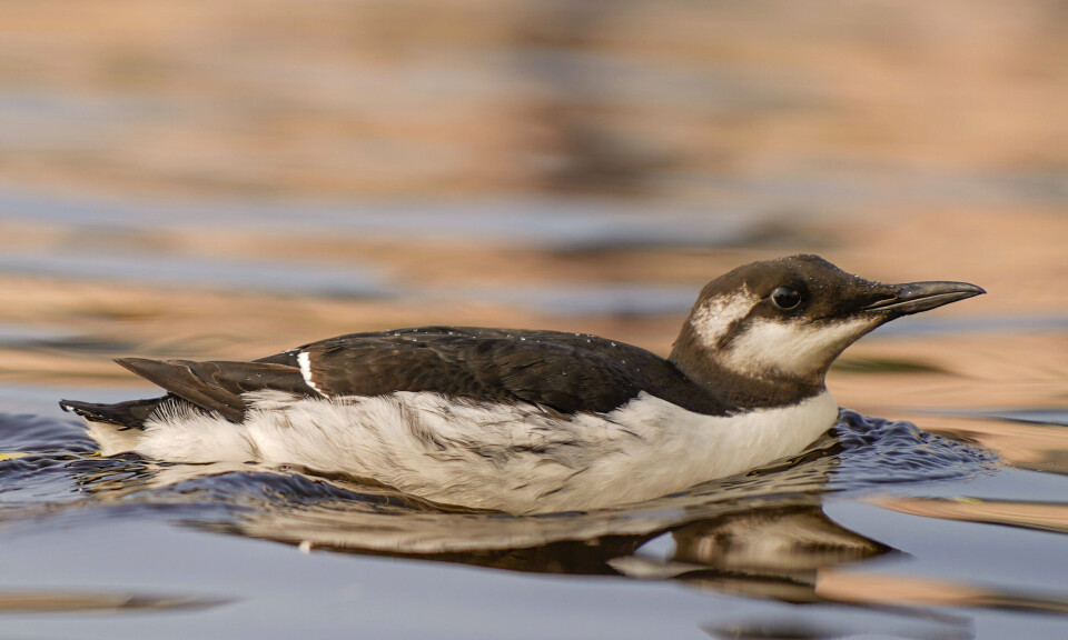 Hjelpeløse lomvier i Oslofjorden - blir blåst inn av høststormer
