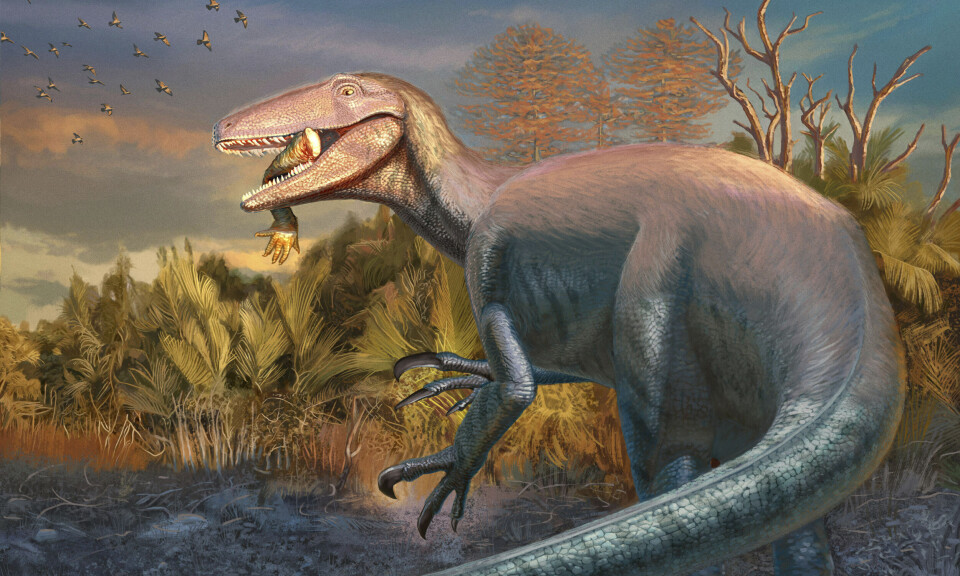 Gravde ut dinosaur - med halvspist krokodille i kjeften