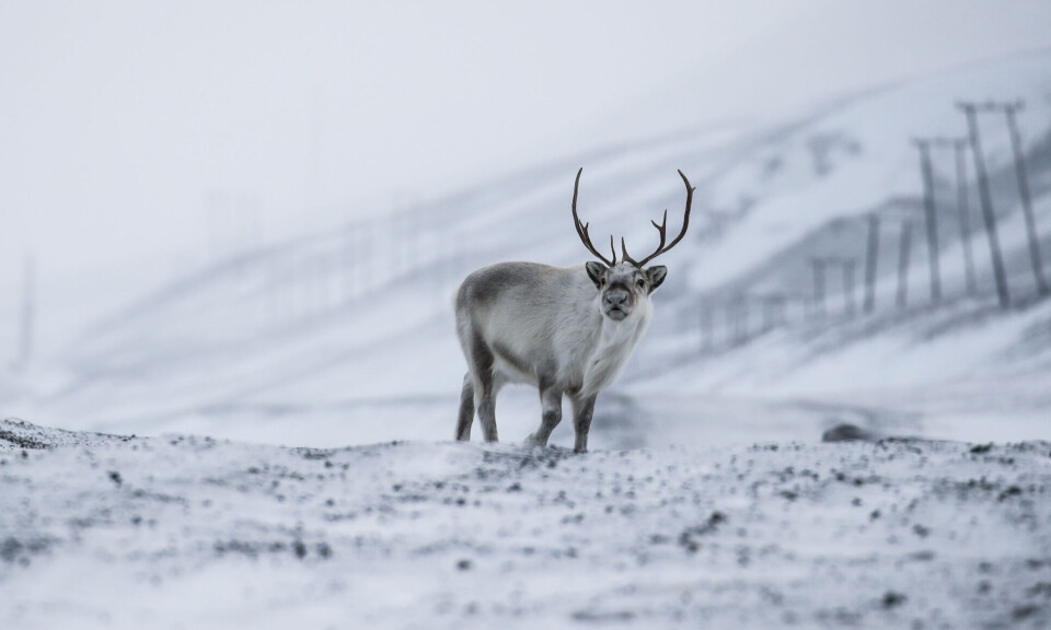 Makabert funn av døde reinsdyr på Svalbard