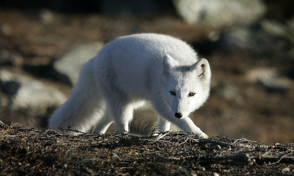 31 nye fjellrevvalper på avlstasjonen på sæterfjellet så langt i år