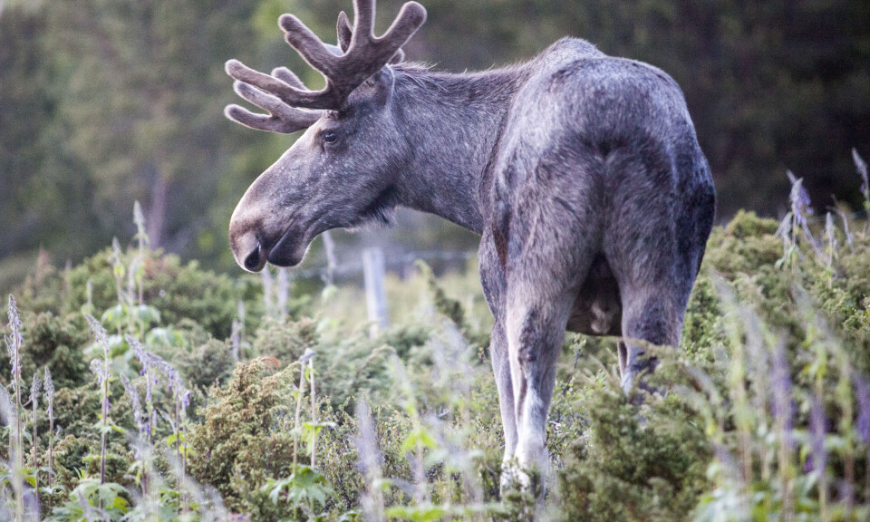 Å støte på elg i naturen